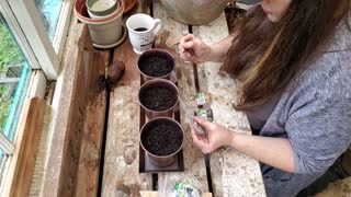 Finding something to do in January: Herbs / Taters