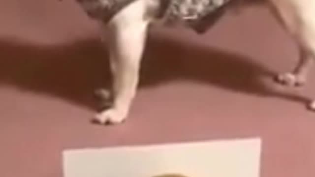 Best Funny Animal Videos - Funny Animals
