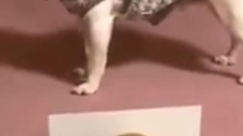 Best Funny Animal Videos - Funny Animals