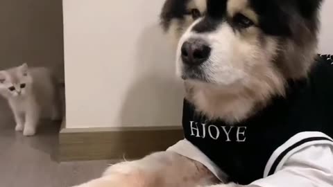 Funny cats and animals videos