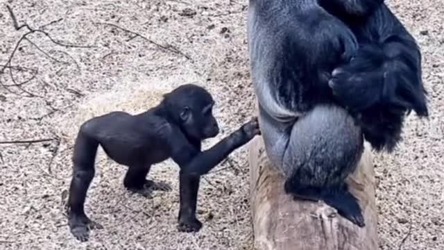 Funny Gorilla