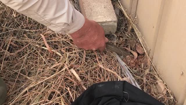 Man Retrieves Fleeing Snake From Under Fence