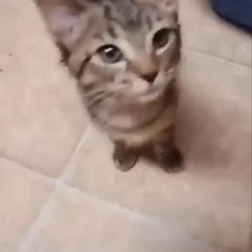 My cat sings when she's hungry