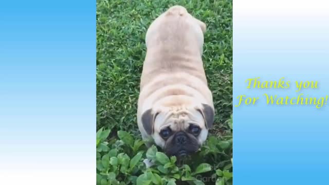 Funny Animals Compilation #16 - Pets Garden # 24