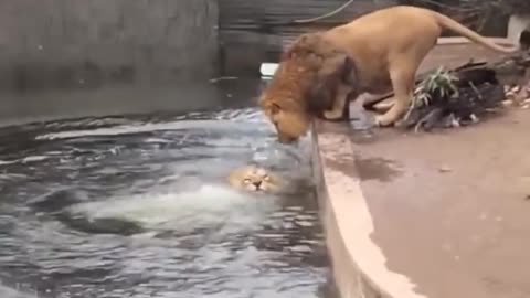 Lion falls into water