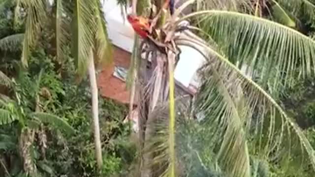 Insane Tree Cutting Service