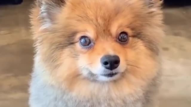 Cute & Funny Dog Videos 2021 🐶