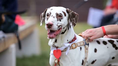 Dalmatian dog with the owners at the backyard pet party