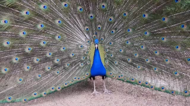 Peacock dancing