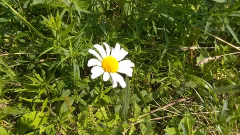Daisy