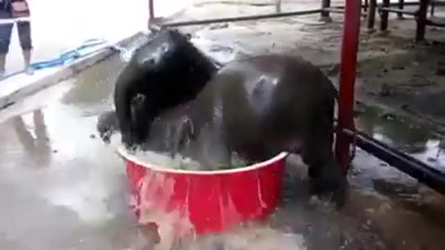 Baby elephants taking bath playing with water