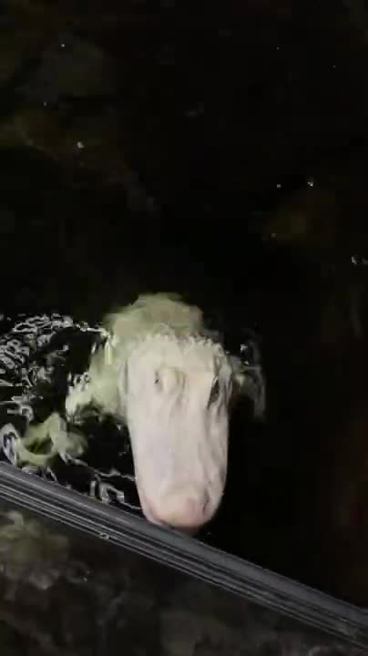 Crocodile Caught in Drainpipe!