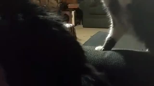 Kitties have unproductive cat fight.