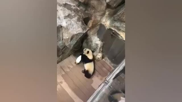 Pandas playing around and being very cute