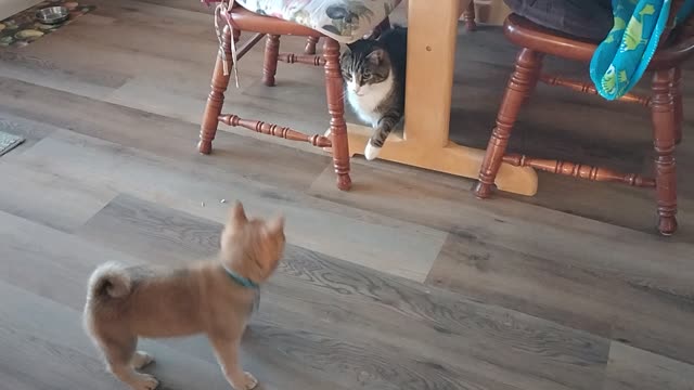 Shiba vs Kitty