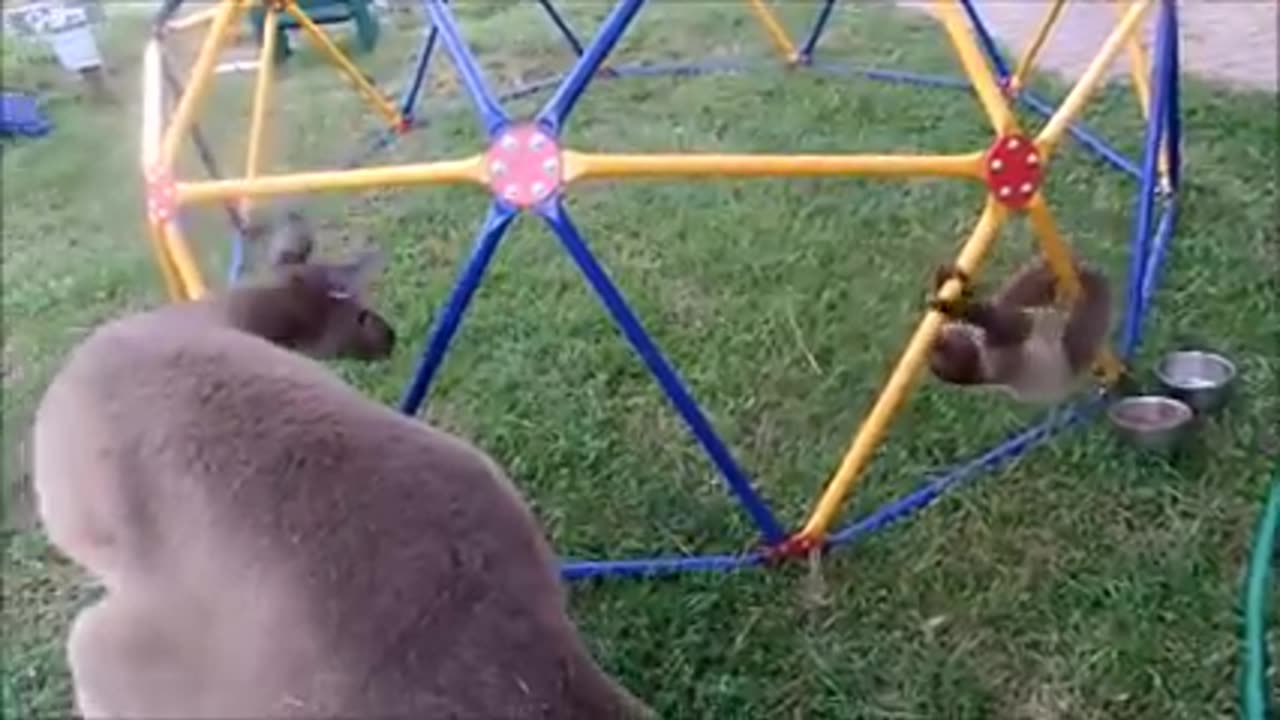 Baby sloth being sloth