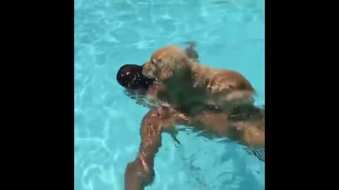 dog funny moments in public