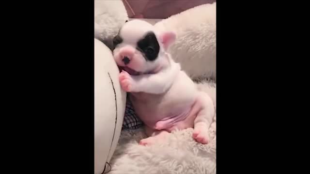 Super Cute and Funny Animals Complilation!!!