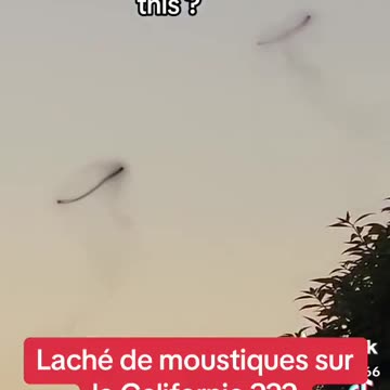 Mosquito Nano bots preparing for an attack cycle on the population...