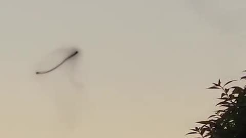Mosquito Nano bots preparing for an attack cycle on the population...