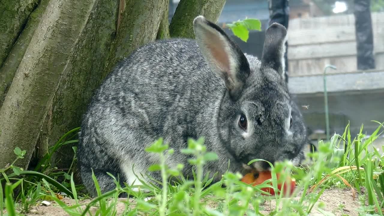 cute rabbit meal