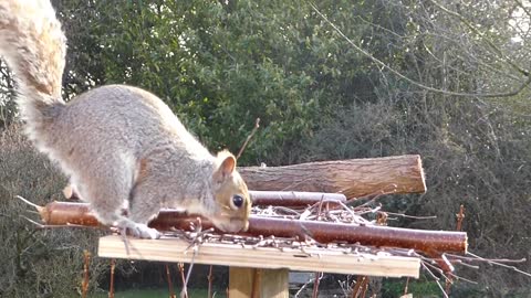 Grey squirrel animal