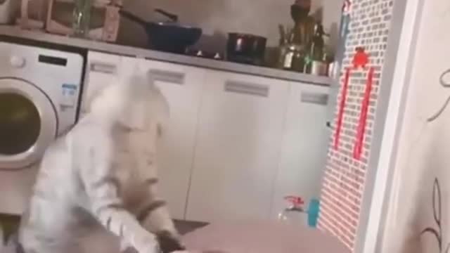 Best funny Cats and Dogs