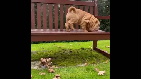 Funniest Animals 2024 😂 Best Funny Cats and Dogs 😻🐶 Part 4 | Cute Baby Dogs