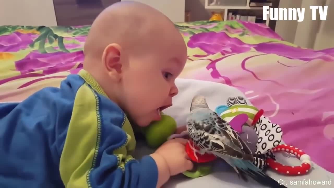 cute parrot cute baby play