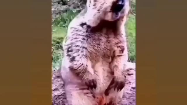 Funny 🤣😁 video 2022