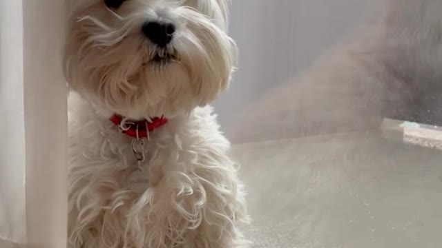 This little dog is looking very cute the best dog