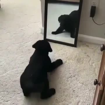 Dog meets his reflection in the mirror, hilarity ensues