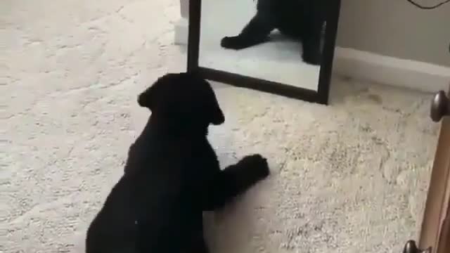 Dog meets his reflection in the mirror, hilarity ensues