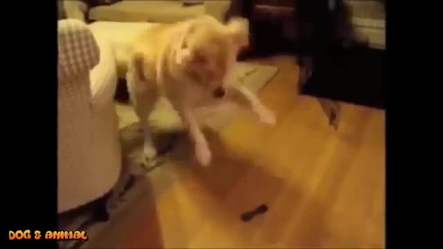 Funny Dancing Dogs