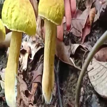 1 day picking mushrooms in the forest 3- mushrooms have many special colors = shorts