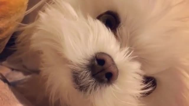 small white maltese dog pops up from pillow