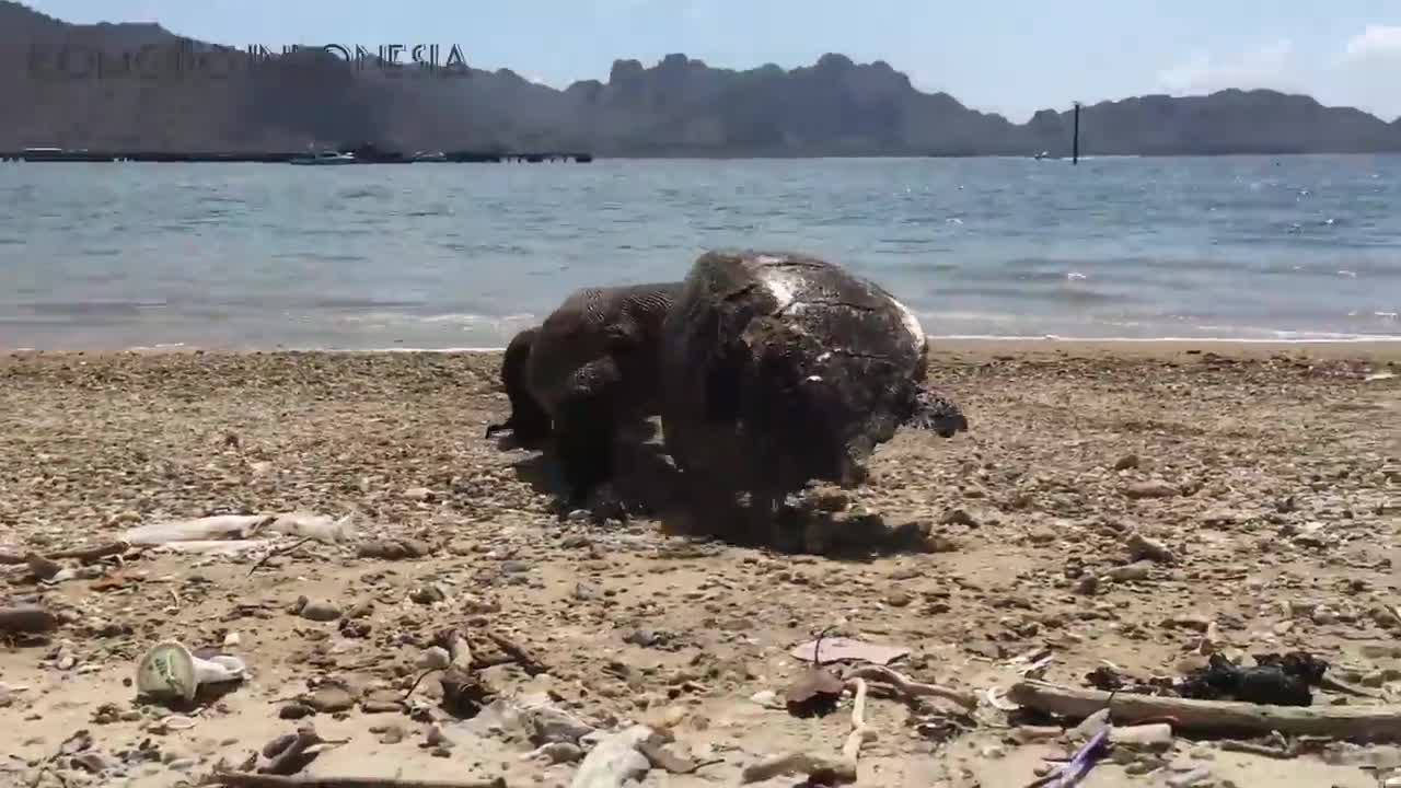 Komodo dragon menangkap mangsa