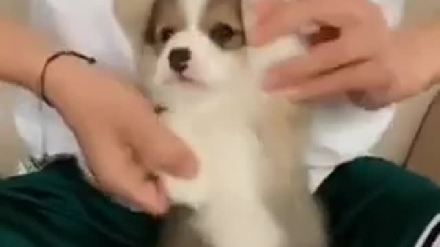 Cutest Puppy Ever #shorts | Funny Cat Moment Ever