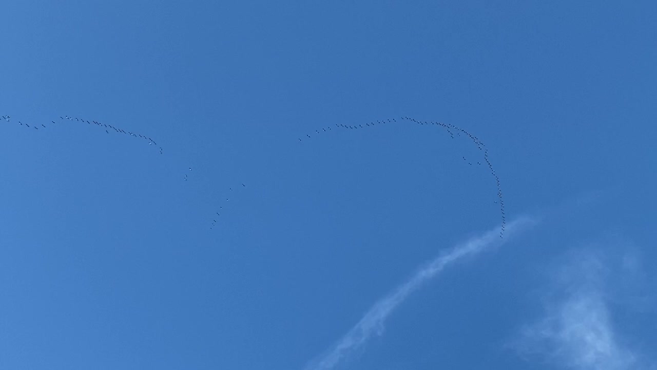 Hundreds of Canadian Geese flying