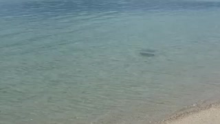 Baby Manta rays