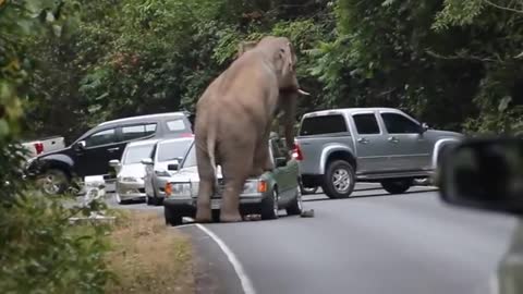 Elephant making a roadblock