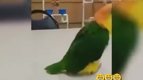 Dancing parrot is very cool