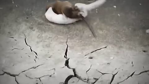 Funny animal 😱