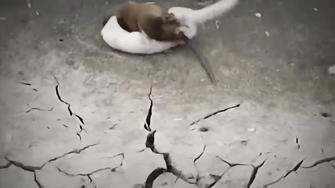 Funny animal 😱