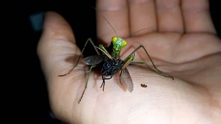 Praying mantis eating a big fly right on my hand