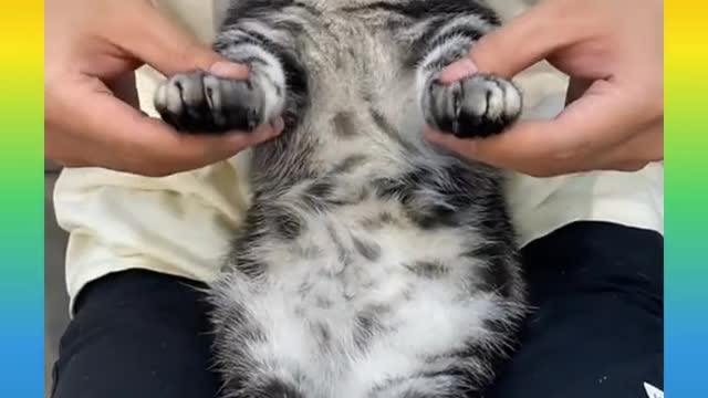 25 Cute and Funny Cat Videos Compilatio