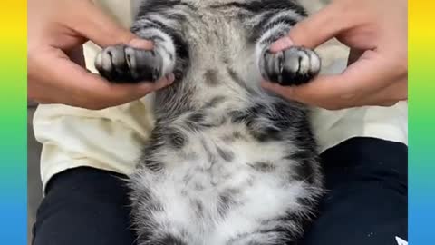 25 Cute and Funny Cat Videos Compilatio