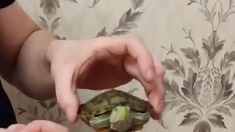 Massage for the turtle Nastya