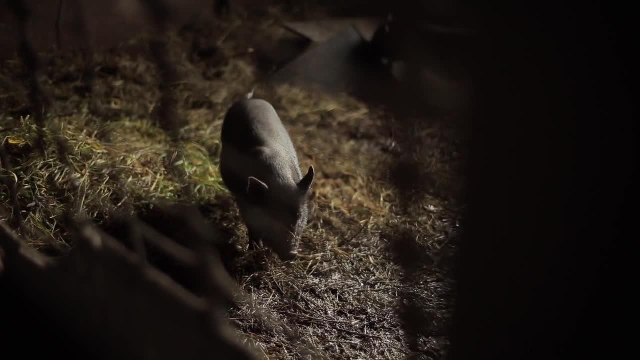 A black pig looks at the camera in its paddock on a farm. Close-up