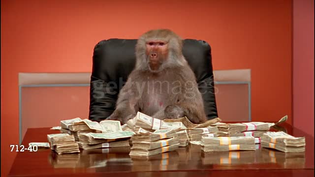 Medium shot baboon throwing cash around / stacks of money in foreground